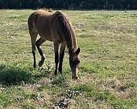 colt