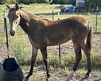 breeding-tennessee-walking-horse