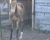 champion-tennessee-walking-horse