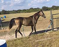 show-tennessee-walking-horse