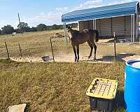 buckskin-roan-breeding-horse