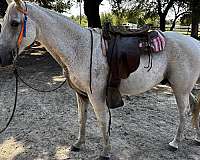 tennessee-walking-gelding