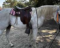 tennessee-walking-horse-for-sale