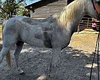tennessee-walking-horse