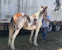 clydesdale-filly-yearling