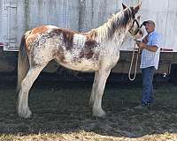 clydesdale-filly