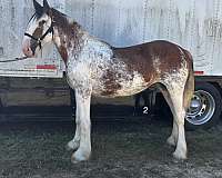 roan-clydesdale-filly-yearling