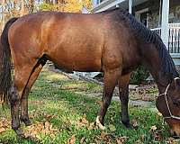 all-around-thoroughbred-horse