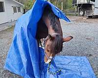 athletic-thoroughbred-horse
