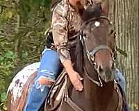 appaloosa-horse-for-sale
