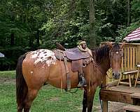 appaloosa-gelding