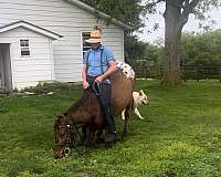 appaloosa-horse
