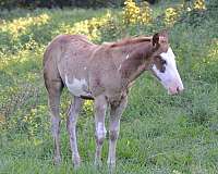 sorrel-overo-lethal-white-horse