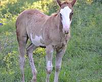 lethal-white-colt