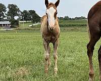sorrel-foundation-halter-horse