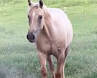 quarter-horse-filly
