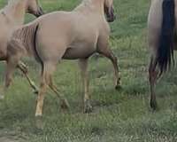 quarter-horse-for-sale