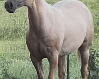 quarter-horse