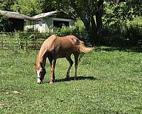 blaze-pony