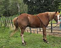 sorrel-blaze-pony