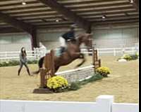 warmblood-mare