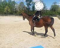 warmblood-horse-for-sale