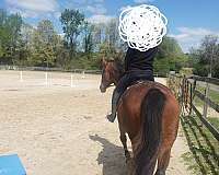 warmblood-horse