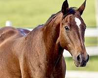 attractive-mare