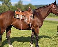 adults-quarter-horse