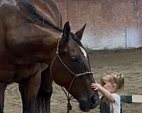 all-quarter-horse