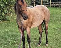 bay-aqha-pre-horse