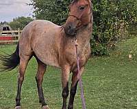 bay-roan-aqha-pre-horse
