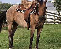 roan-aqha-pre-horse