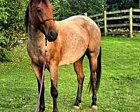 quarter-horse-for-sale