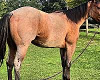 quarter-horse