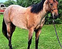 bay-all-around-horse