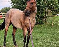 bay-cross-horse