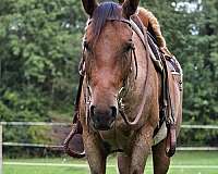 bay-foundation-horse