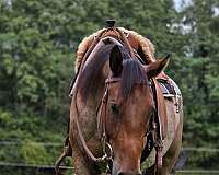 bay-ranch-horse