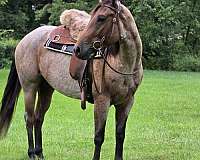 bay-reining-horse