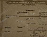 bay-trail-horse