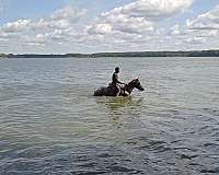 quarter-horse-mare