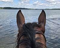 roan-aqha-pre-mare