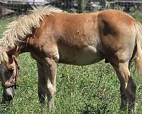 chestnut-snop-horse