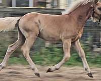 chestnut-haflinger-colt