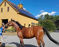 bay-1-short-stocking-horse