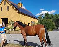 bomb-arabian-horse