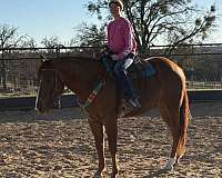 brown-apha-gelding-mare