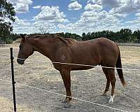 brown-gelding-mare