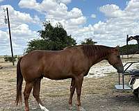 paint-gelding